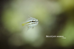 Glassfish at Tioman island taken with a Nikon D7000 Ikeli... by Brian Law 